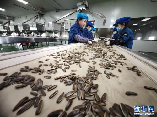 新時代中國調研行 黃河篇 內蒙古河套地區農產品香飄海外