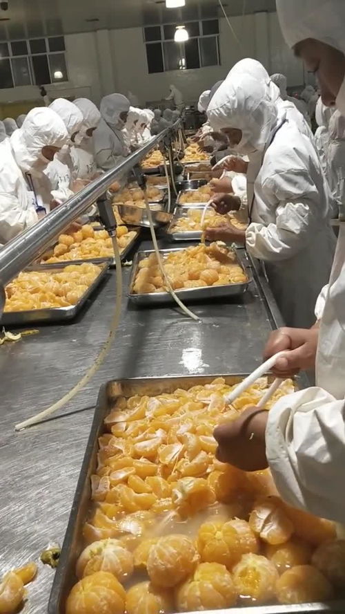 豐島食品廠桔子分辨車間