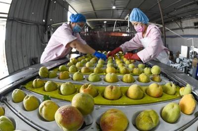 河北遵化:農產品轉化助農增收