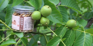 清水農發丨 清水縣農發公司開始全城收購農產品