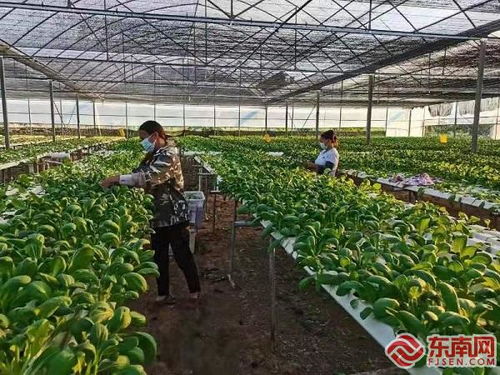 莆田城廂農業農村局落實農產品質量安全監管 穩定百姓 菜籃子